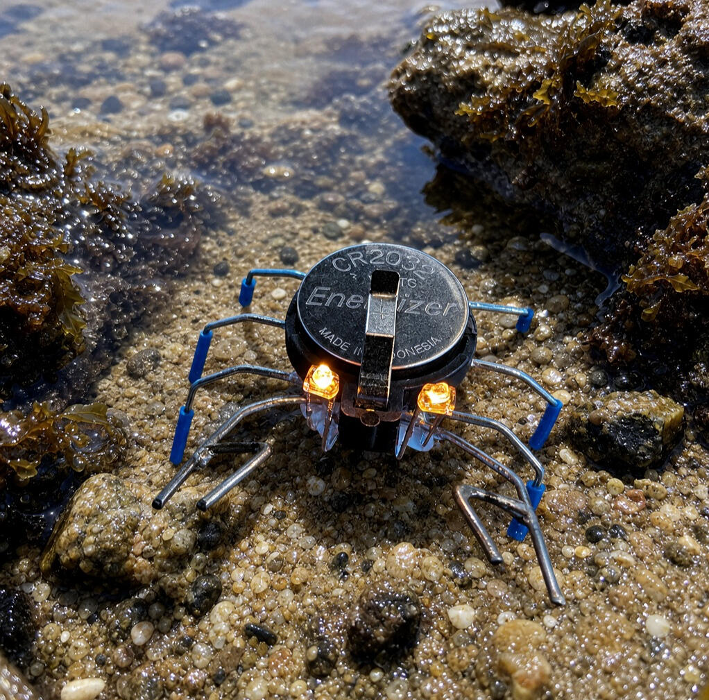 Tidepool Crab